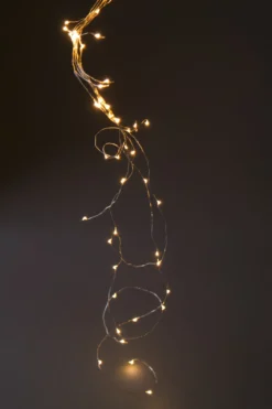 Lichtertraube 'Bertogne'