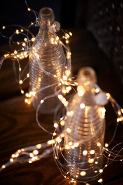 Lichtertraube 'Bertogne'