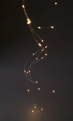 Lichtertraube 'Bertogne'