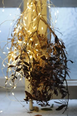 Lichtertraube 'Bertogne'