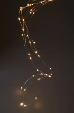Lichtertraube 'Bertogne'