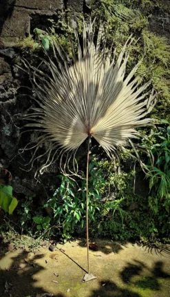 Palmenblatt natur