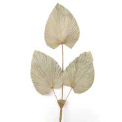 Palmenblatt-Trio