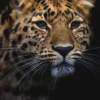 Postkarte 'Waitung to pounce'