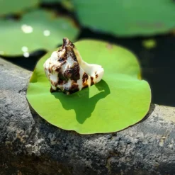 Ring aus Meerschneckenhaus