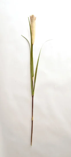 Schilfgras mit Blüte