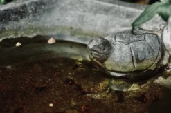 Vogeltränke 'Turtle'