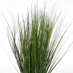 Zwiebelgras